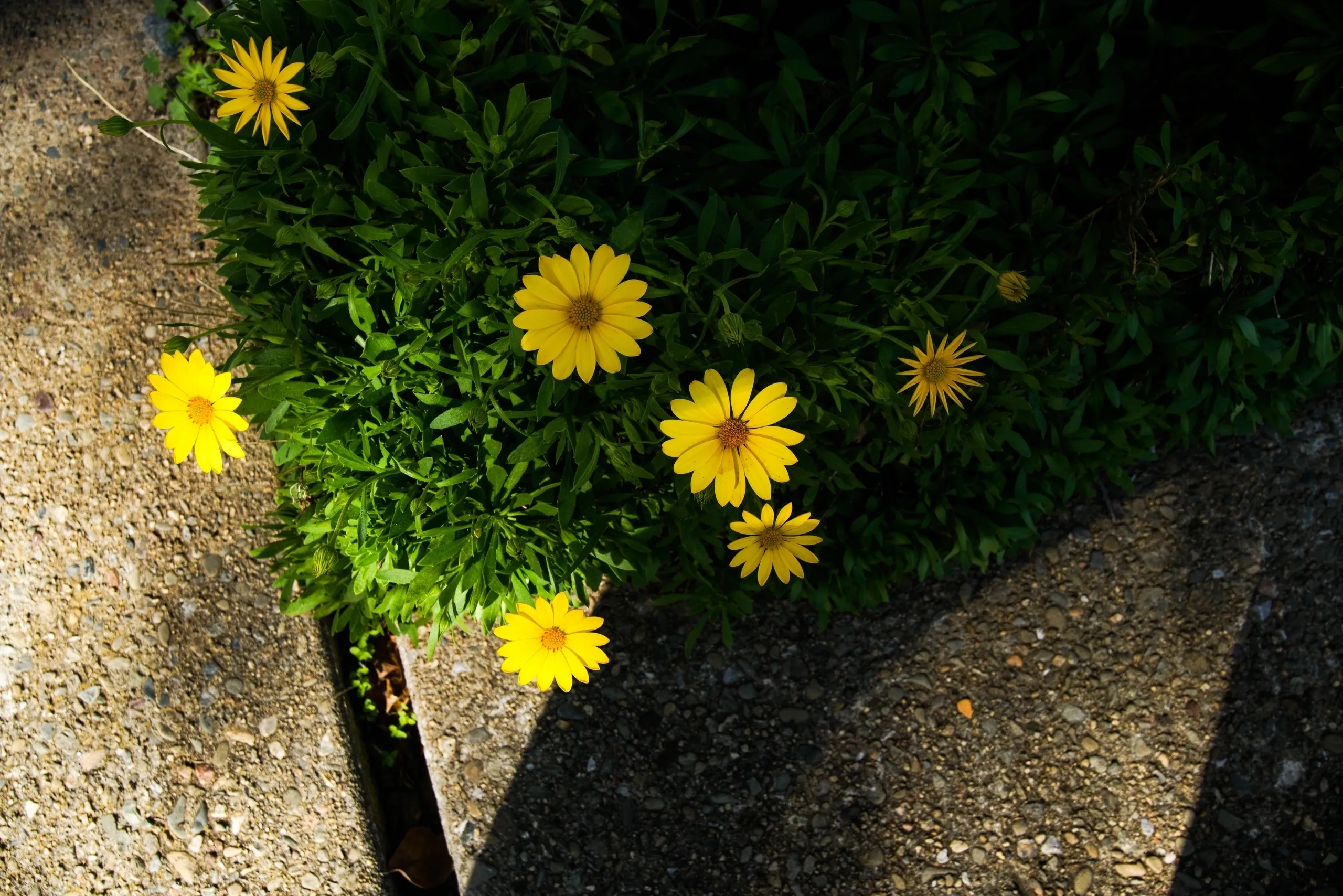 You are currently viewing #5 Hey dude, where is my magic bullet?