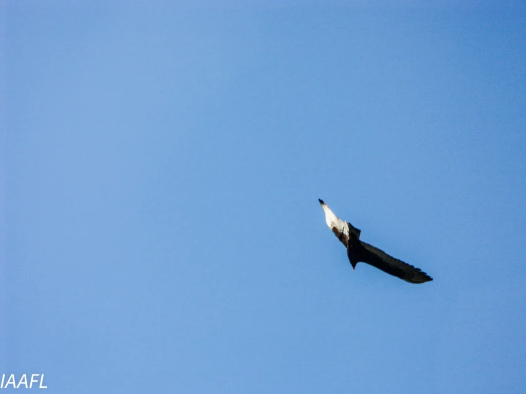 #6 When more is less, less is more, more is more and more or less