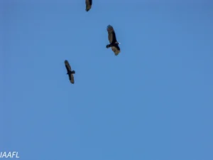 Read more about the article #7 Compromise is not same as Hygge