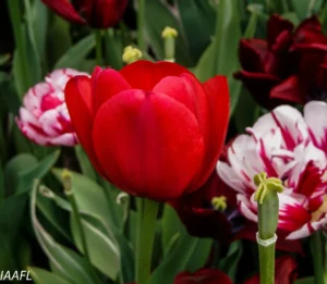 Read more about the article #10 Pleasure in job puts perfection in work