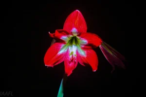 Read more about the article #25 Doing same things differently OR doing different things