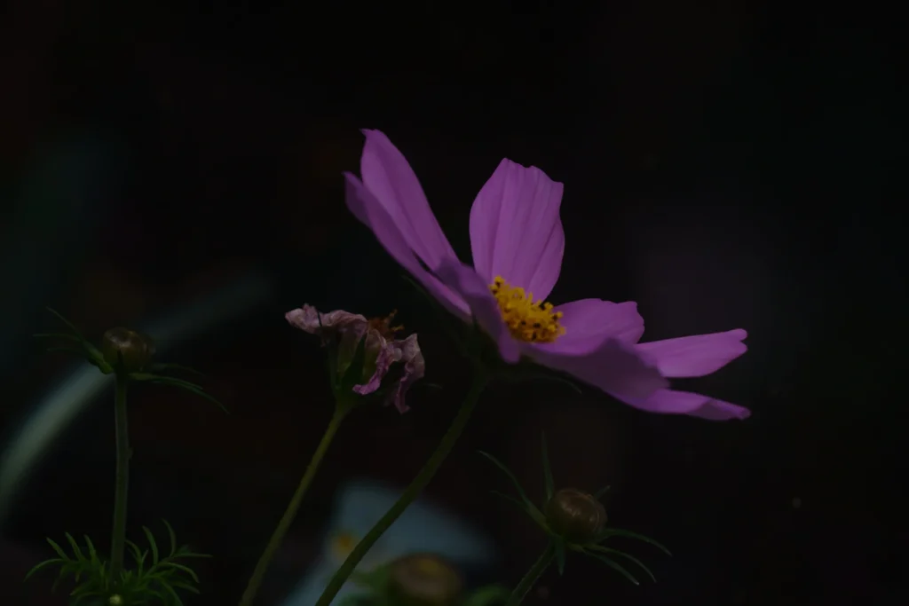 #47 Devil is in the Detail