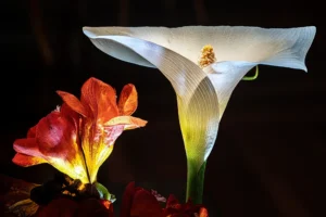 Read more about the article #49 It is Still Life, but is it still, life?