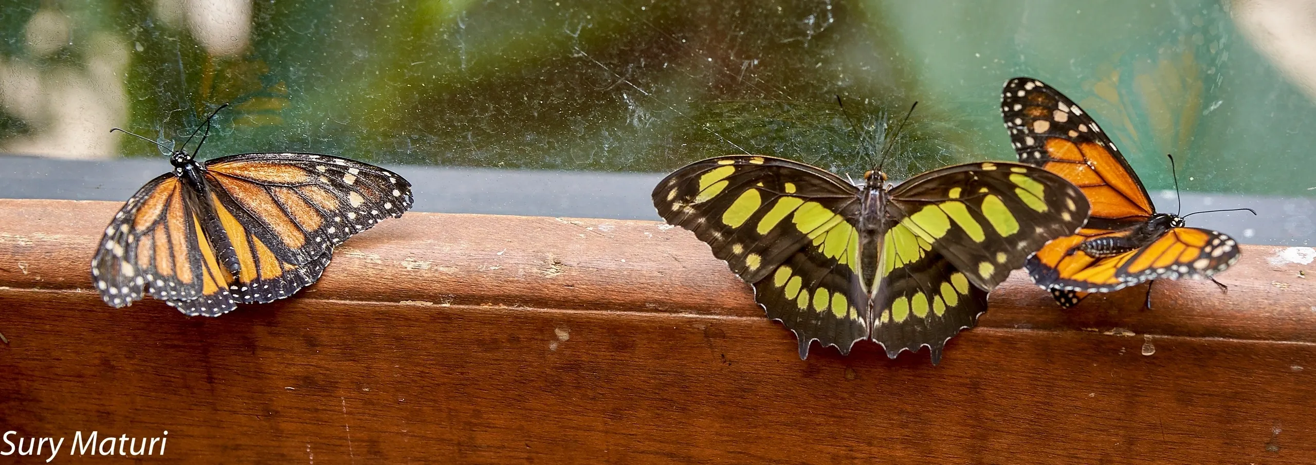 You are currently viewing #57 Ulysses Pact